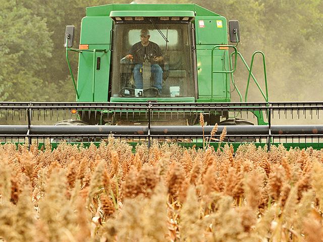 Profit potential is promising for grain sorghum in 2020 compared to other crops. (Progressive Farmer image by Jim Patrico)