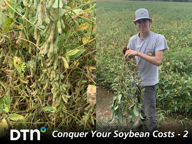 North Carolina farmer Will Cox sees big differences in the architecture of soybean varieties he tests, as well as how those varieties respond to inputs. (Progressive Farmer photos by Bodie Kitchel)