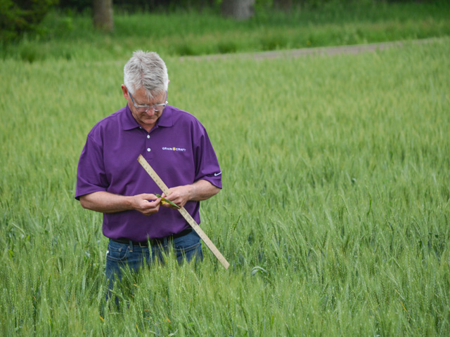 Tim Aschbrenner, director of flour quality for Grain Craft, scouts a hard winter wheat field near Matfield Green, Kansas, on the final day of the Wheat Quality Council&#039;s Hard Winter Wheat Tour on May 20. The tour predicts a likely record yield for the state. (DTN photo by Matthew Wilde)