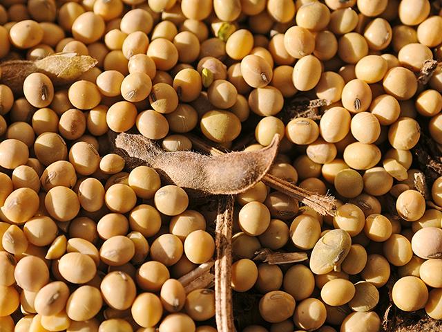 Soybean prices and planted acreage would fall if President-elect Donald Trump follows through on plans to place tariffs on imports from China. Trump has posted on social media in recent days that he plans to announce new tariffs after his inauguration later this month. (DTN file photo) 