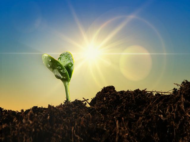 Beans require a season-long approach to management if you really want them to shine. (DTN/Progressive Farmer photo by Jim Patrico, photo illustration by Barry Falkner)