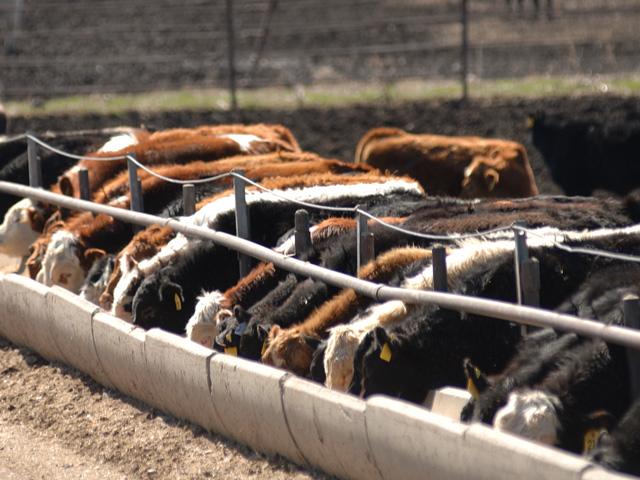 Cattle producers are watching what is happening with market prices daily. (DTN file photo)