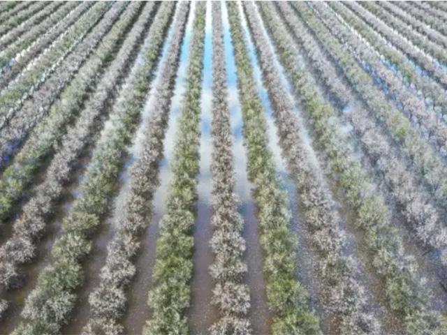 Flooding and freezing conditions have caused some damage to California&#039;s almond groves. How much damage is still uncertain. (Tayfun Coskun/Anadolu Agency/Getty Images photo)