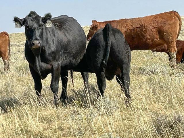 Could cattlemen opt not to grow their herds this year with instability working against the marketplace? (DTN photo by ShayLe Stewart)