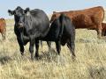 Could cattlemen opt not to grow their herds this year with instability working against the marketplace? (DTN photo by ShayLe Stewart)