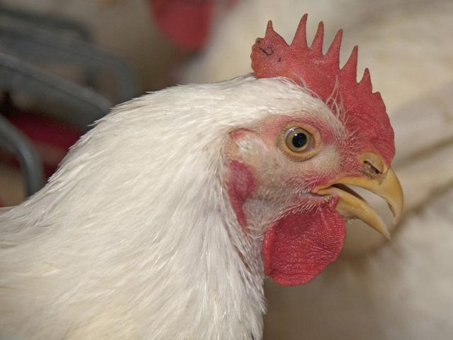 On Tuesday, USDA released the final version of the "Poultry Grower Payment Systems and Capital Improvement Systems" rule. The rule prevents poultry integrators from docking growers&#039; base pay under tournament payment systems. (Photo courtesy of Mississippi State University Extension)