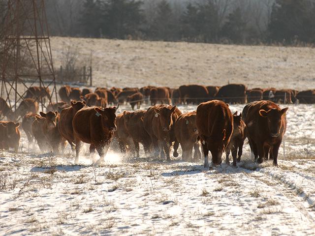 Worst case scenario, cattle could trade steady this week. But it&#039;s more likely they will trade higher as packers are backed into a corner and kicking themselves for not having bought more inventory in weeks past. (DTN file photo by Jim Patrico)