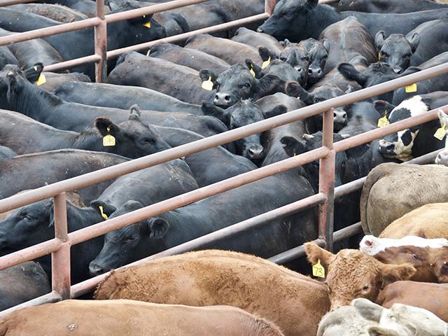 Recent work by the Iowa Cattlemen&#039;s Association and Iowa Farm Bureau will help save producers tax money. (DTN/Progressive Farmer photo by Jennifer Carrico)