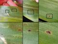 Examples of small tar spot stromata (black, raised bumps) on corn leaves in black boxes and a closer view of them in each of the lower photos. (Photo courtesy of Darcy Telenko, Purdue University)