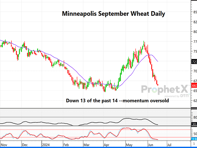 This is a daily chart of Minneapolis September wheat, which has fallen for 13 of the past 14 trading days and is getting pretty oversold. (DTN ProphetX chart).