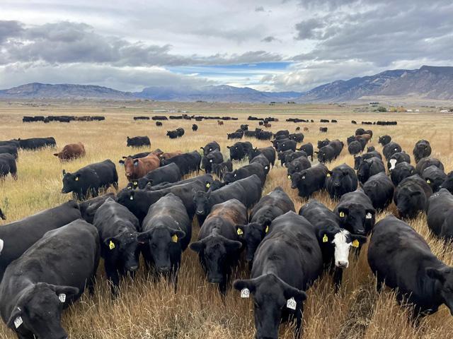 Cattle producers are watching what is happening with market prices daily. (DTN file photo by ShayLe Stewart)