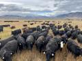 Cattle producers are watching what is happening with market prices daily. (DTN file photo by ShayLe Stewart)