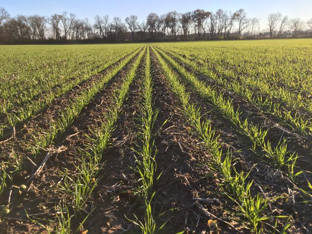 Winter is a good time to let some new wheat production ideas germinate. A 223.08-bpa entry topped the national yield contest this year. (DTN photo by Pamela Smith)