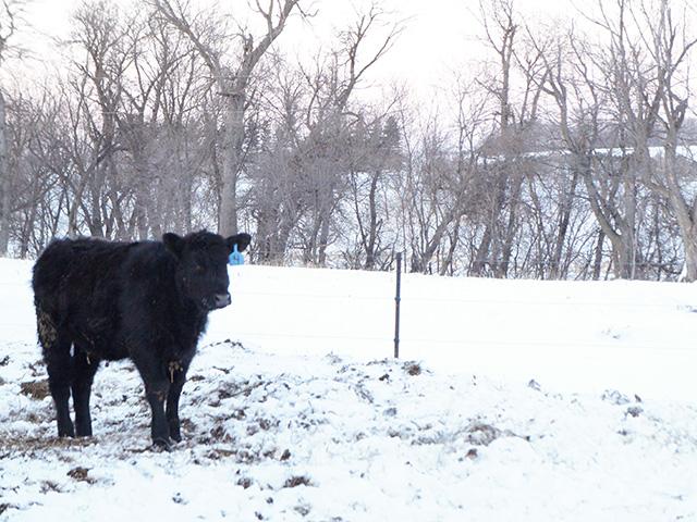 Not all Christmases on my family&#039;s farm featured deep snow and the trends in snow depth aren&#039;t obvious during the past 20 years. (DTN photo by Teresa Wells)