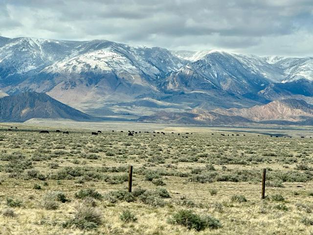 The cattle complex continues to grind higher thanks to the support of strong market fundamentals. (DTN photo by ShayLe Stewart)