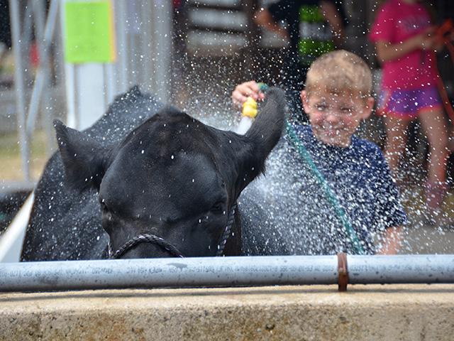 Many lessons are learned at county fairs. Youth learn responsibility when caring for their animals. (DTN/Progressive Farmer photo by Jennifer Carrico)