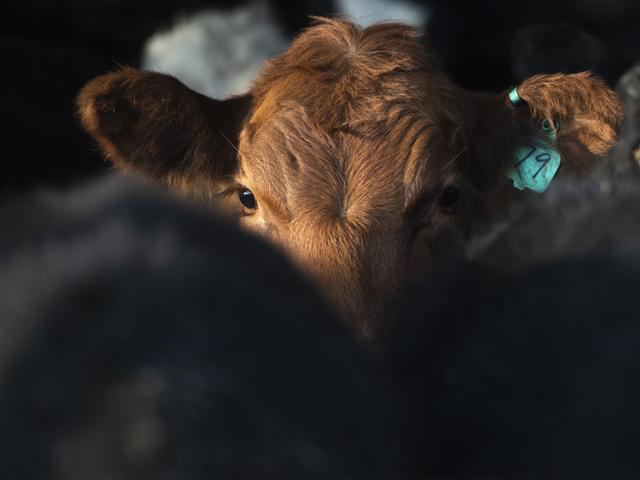 During the past month, the market has wins throughout the cash cattle market in terms of price levels reached and volumes sold, as well as in the processing sector as slaughter speeds have been extremely aggressive. (DTN photo by Joel Reichenberger)