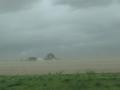 A unique set of weather conditions kicked up dust storms ahead of a line of strong thunderstorms in several parts of the Corn Belt. High winds with gusts up to near 60 mph on May 16 blew dust across fields near North Bend, Nebraska. (DTN photo by Elaine Shein) 