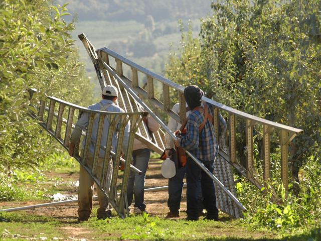Farmworkers head to work in an orchard. Republicans are divided over whether the Securing America's Workforce Act's alternative pathway to H-2A status constitutes amnesty for unauthorized agricultural workers. (DTN file photo by Jim Patrico)