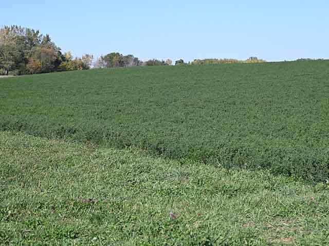 Alfalfa producers in Nebraska, Iowa and Minnesota need to be scouting their fields now for alfalfa weevils. (DTN photo by Jennifer Carrico)