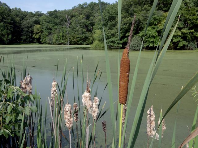 What weeds plague your aquatic and non-crop areas? The national and regional weed science societies want to know. (DTN photo by Jason Jenkins)