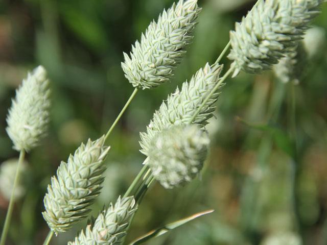 Canada&#039;s canary seed exports fell for a second month to 10,848 metric tons, still the largest July shipments reported in three years. (DTN file photo by Elaine Shein)