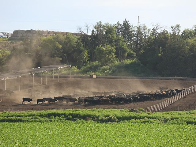 On Monday, July 20, the cattle contracts were able to secure a higher close; but if traders are to remain supportive of the complex long term, they're likely going to need to see greater fundamental support, which may be hard to come by. (DTN file photo by Elaine Shein)