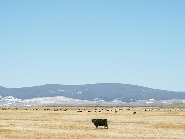 Is this the breakout week for the cattle market? (DTN photo by ShayLe Stewart)