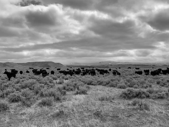 Cattlemen want to learn how to deal with the current challenges and avoid them from happening again, but there isn&#039;t a simple one-step solution to this mess. (DTN photo by ShayLe Stewart)