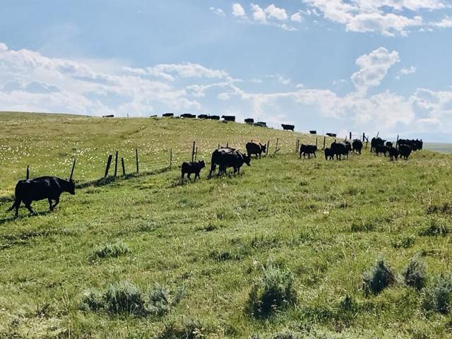 With the additional support of stronger fed cash cattle prices last week, and higher prices currently being seen in the equity markets, the cattle contracts rallied into the new week. (DTN file photo by ShayLe Stewart)
