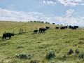 With the additional support of stronger fed cash cattle prices last week, and higher prices currently being seen in the equity markets, the cattle contracts rallied into the new week. (DTN file photo by ShayLe Stewart)