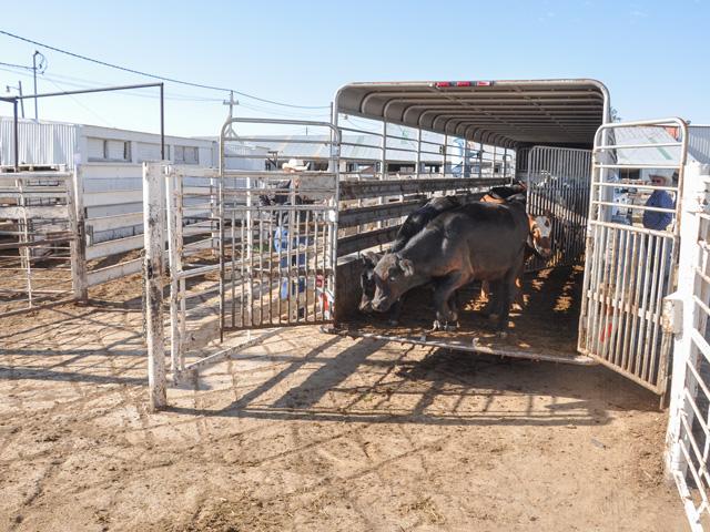 As the calendar rolls into the second full week of October, the market amps up for the fall feeder-cattle run and expects the market to be well-tested this week. (DTN file photo by Chris Clayton)