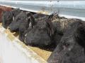 Although feedlot managers have lighter showlists this week, it&#039;s likely cattle will trade steady at best. (DTN file photo by Pamela Smith)