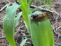 Periodical cicadas might visit an occasional cornfield, but they are not a threat to the crop. (DTN photo by Pamela Smith)