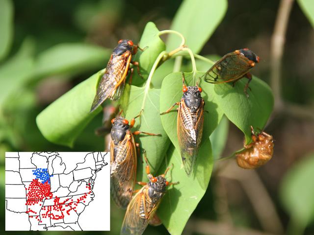 Adult periodical cicadas have bright red eyes and tend to show up in droves. The map indicates the historical distribution of Brood XIX (red dots) and Brood XIII (blue dots) that are due to arrive this month. (DTN photo by Pamela Smith; Map courtesy of Gene Kritsky)