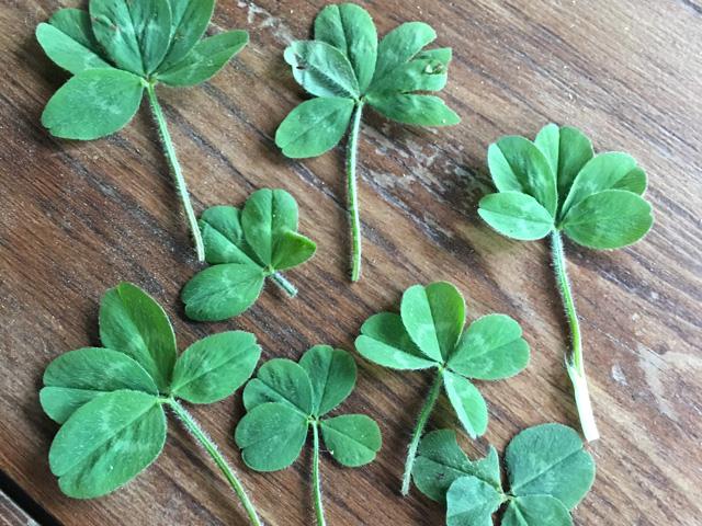 Four leaves (or more) may be considered lucky, but only if you find them. (DTN photo by Pamela Smith)