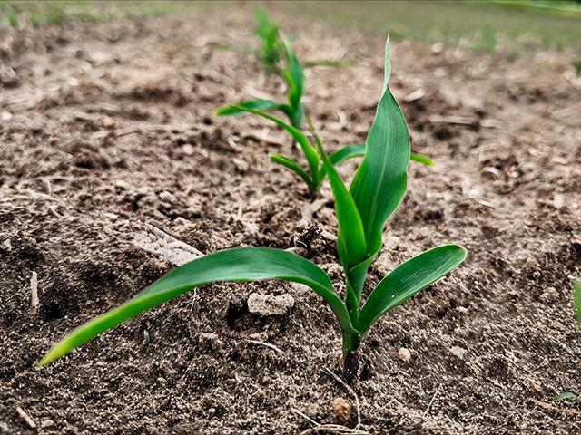 This field of corn in Indiana was planted April 27 and is already off to the races. Scouting by growth stages can help finetune management. (DTN photo by EllaMae Reiff)