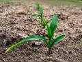 This field of corn in Indiana was planted April 27 and is already off to the races. Scouting by growth stages can help finetune management. (DTN photo by EllaMae Reiff)