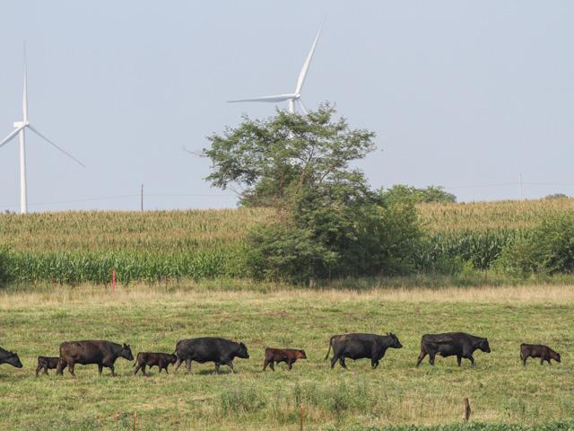 Higher corn prices and higher-than-expected Cattle on Feed placements sent feeders lower throughout Monday&#039;s trade. (DTN photo by Elaine Shein) 