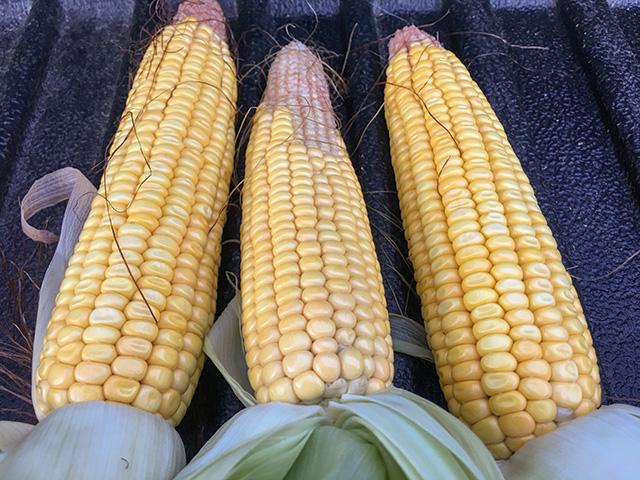 Variability still exists even in the best of years. Sample pulled from Macon County, Illinois, shows some pollination issues. (DTN photo by Pamela Smith)
