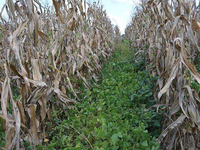 USDA has announced $7.7 billion in conservation funding for fiscal 2025, the most funding in history. The bulk of the funds come from the Inflation Reduction Act to focus on sequestering carbon or reducing emissions. That includes cover crops such as this cover crop inter-seeded into corn at a University of Missouri research farm. (DTN photo by Chris Clayton) 