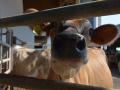 In a congressional hearing on Tuesday, California&#039;s state veterinarian stressed the need for developing a vaccine for dairy cattle against highly pathogenic avian influenza. Veterinarian and national testing lab leaders also talked about the risks from the New World Screwworm as well. (DTN file photo) 