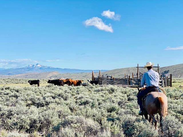 Monitoring cash cattle prices in the weeks to come will be vital. (DTN photo by ShayLe Stewart)