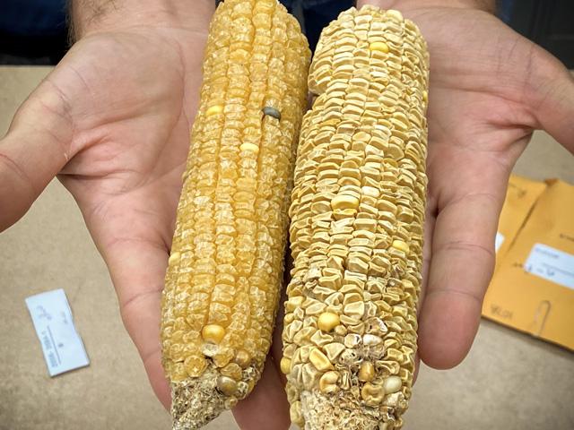 These dried corn ears may look odd, but miracles such as the gene that makes roasting ears super sweet can lie within. The lab that delivered this tasty treat and many other innovations is now in jeopardy from budget cuts. (Photo by Lauren Quinn, University of Illinois)
