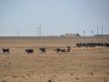 Cattle facing drought conditions in Texas. USDA extended enrollment by one week for livestock producers who have not applied for assistance for the Emergency Livestock Relief Program for 2023 and 2024 Flood and Wildfire (ELRP 2023 and 2024 FW). The enrollment program extends until Nov. 21. (DTN file photo)