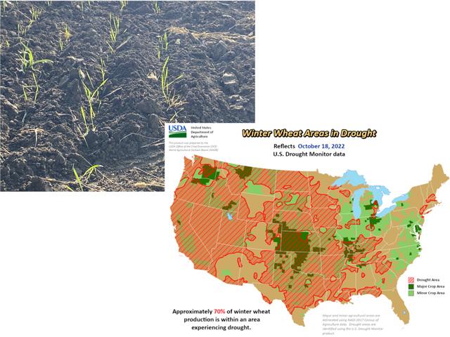 Spotty winter wheat emergence in Lancaster County Nebraska is an example of how drought in 70% of U.S. winter wheat areas is causing an erratic and concerning start to the 2023 crop. (DTN photo by Bryce Anderson; USDA graphic)
