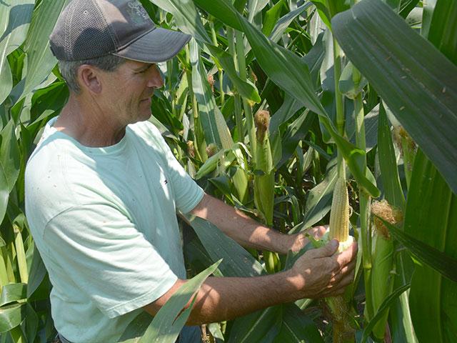 Keota, Iowa, farmer Lindsay Greiner hoped for a far-above-average crop in early August when this picture was taken; but a hot end to the grain fill period and a vicious windstorm dashed his hopes. (DTN photo by Matt Wilde) 