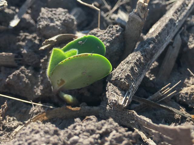 Newly emerged soybeans faced frosty and even freezing conditions in some regions this week. Farmers will need to assess those stands and make replant decisions in the coming days. (DTN photo by Pamela Smith)