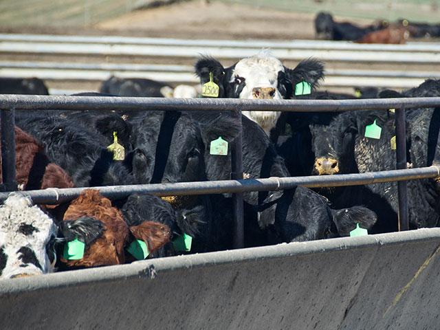 The cash cattle market stands a chance of continuing to push prices higher in the upcoming weeks as feedlot managers can simply elect to roll their showlists over to the upcoming week if prices are not what they want. (DTN file photo)
