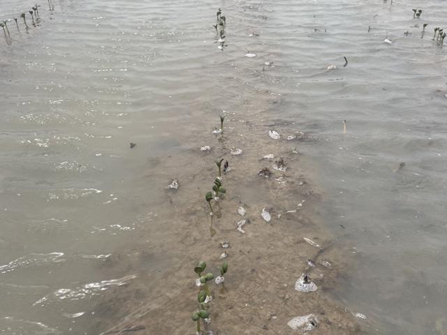 A soybean field underwater for almost two weeks on land near the Cache River in Arkansas, which has been just under moderate flood stage for well over two weeks and not expected to fall anytime soon. And it&#039;s no secret that soybeans don&#039;t like wet feet. (Photo courtesy of Joe Christian)